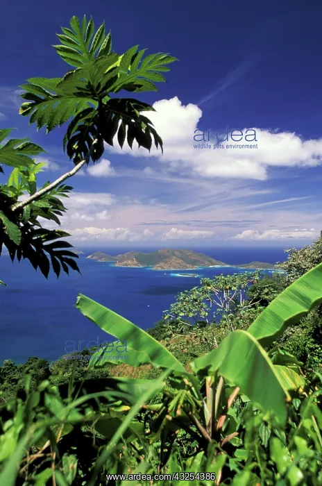: Caribbean, British Virgin Islands, Tortola : Caribbean, British Virgin Islands, Tortola
