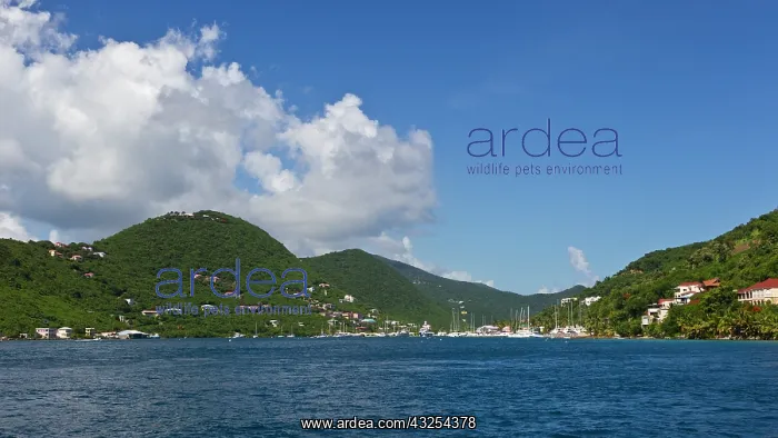 : Caribbean. BVI. View of Soper's Hole harbor : Caribbean. BVI. View of Soper's Hole harbor
