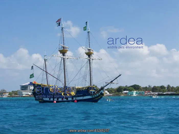 : Caribbean, Cayman Islands, Grand Cayman : Caribbean, Cayman Islands, Grand Cayman