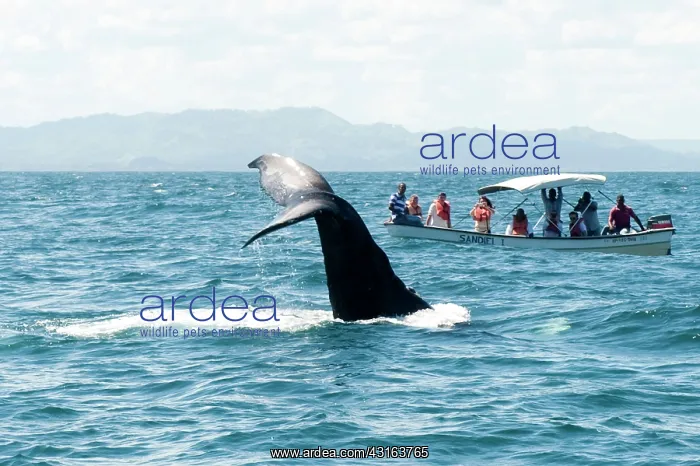 : Caribbean, Dominican Republic, Samana Peninsula, whale watch : Caribbean, Dominican Republic, Samana Peninsula, whale watch