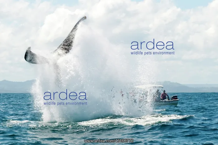 : Caribbean, Dominican Republic, Samana Peninsula, whale watch : Caribbean, Dominican Republic, Samana Peninsula, whale watch