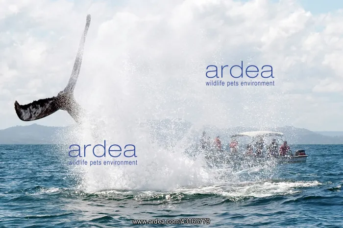 : Caribbean, Dominican Republic, Samana Peninsula, whale watch : Caribbean, Dominican Republic, Samana Peninsula, whale watch