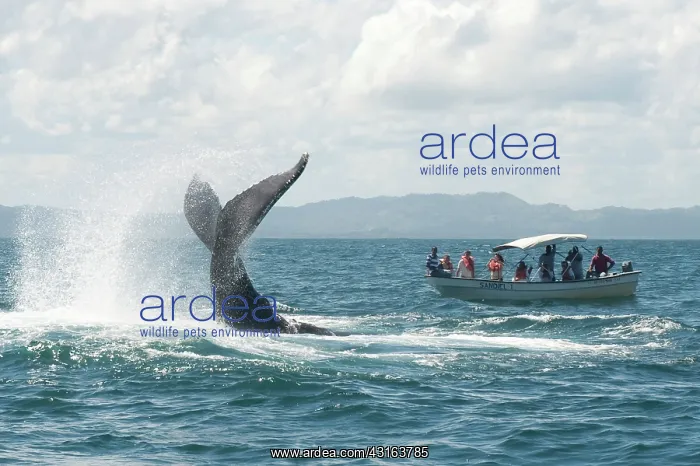 : Caribbean, Dominican Republic, Samana Peninsula, whale watch : Caribbean, Dominican Republic, Samana Peninsula, whale watch