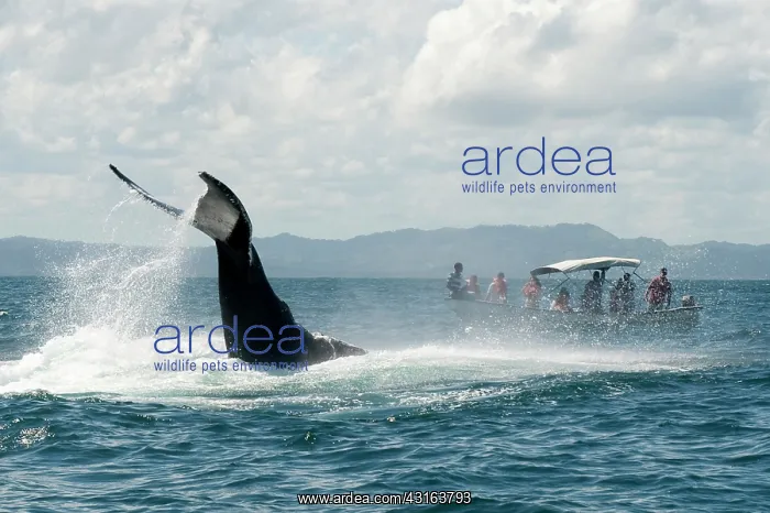 : Caribbean, Dominican Republic, Samana Peninsula, whale watch : Caribbean, Dominican Republic, Samana Peninsula, whale watch