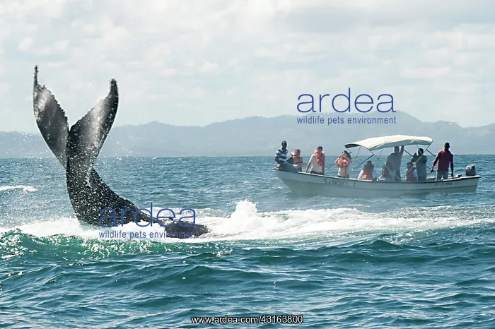 : Caribbean, Dominican Republic, Samana Peninsula, whale watch : Caribbean, Dominican Republic, Samana Peninsula, whale watch