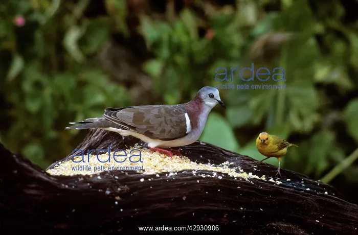 : Caribbean Dove - with Saffron FInch (Sicalis flaveola) : Caribbean Dove - with Saffron FInch (Sicalis flaveola)