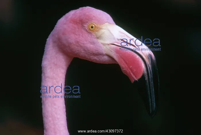 : Caribbean flamingo : Caribbean flamingo
