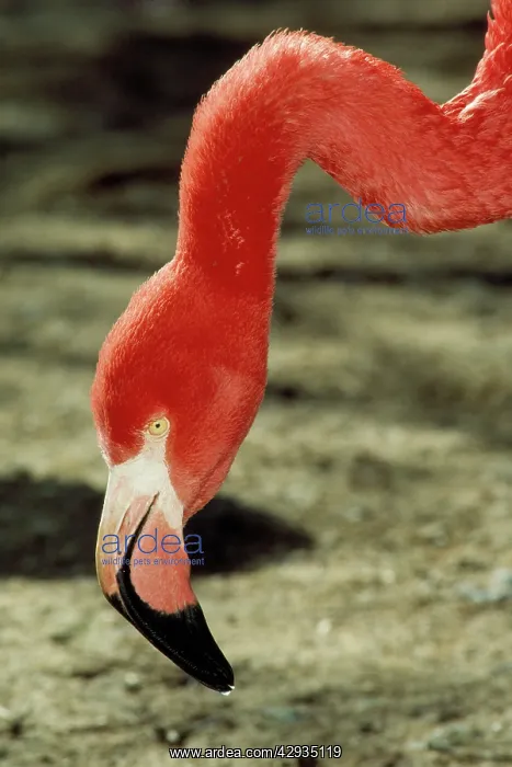 : Caribbean FLAMINGO - close-up of head : Caribbean FLAMINGO - close-up of head