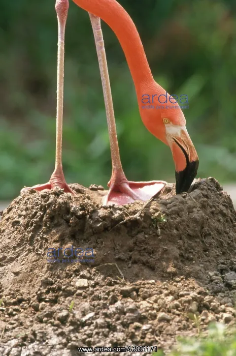 : Caribbean Flamingo on Nest : Caribbean Flamingo on Nest