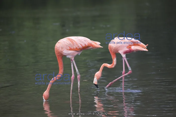 : Two Caribbean flamingo Phoenicopterus ruber ruber : Two Caribbean flamingo Phoenicopterus ruber ruber