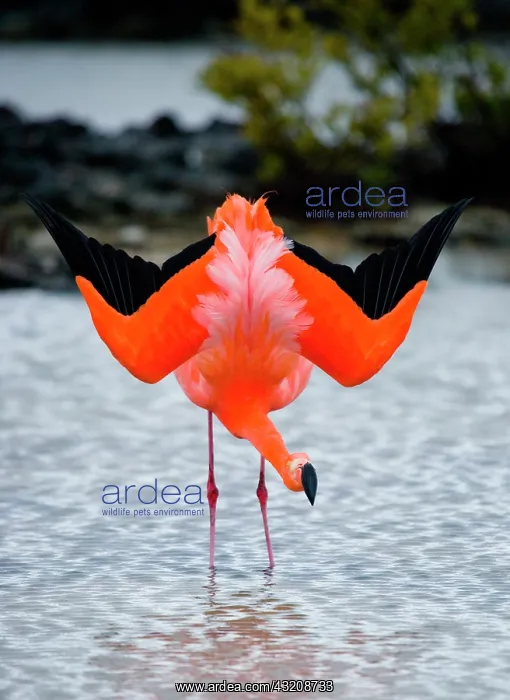 : Caribbean flamingo (Phoenicopterus ruber) is sta : Caribbean flamingo (Phoenicopterus ruber) is sta