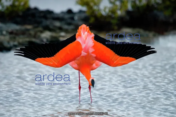 : Caribbean flamingo (Phoenicopterus ruber) is sta : Caribbean flamingo (Phoenicopterus ruber) is sta