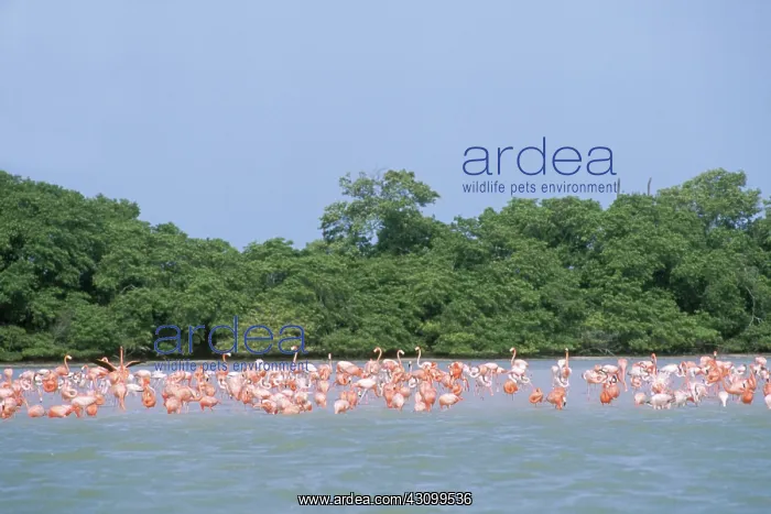: Caribbean Flamingoes : Caribbean Flamingoes