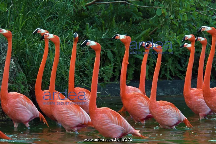 : Caribbean Flamingoes : Caribbean Flamingoes