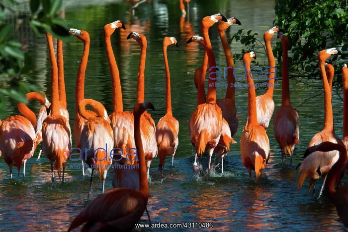 : Caribbean Flamingoes : Caribbean Flamingoes