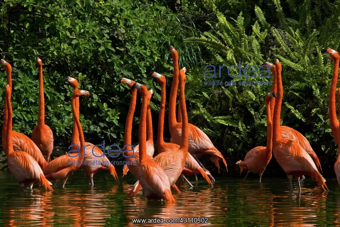 : Caribbean Flamingoes : Caribbean Flamingoes