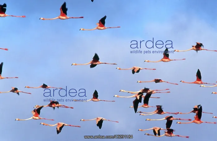 : Caribbean Flamingos : Caribbean Flamingos