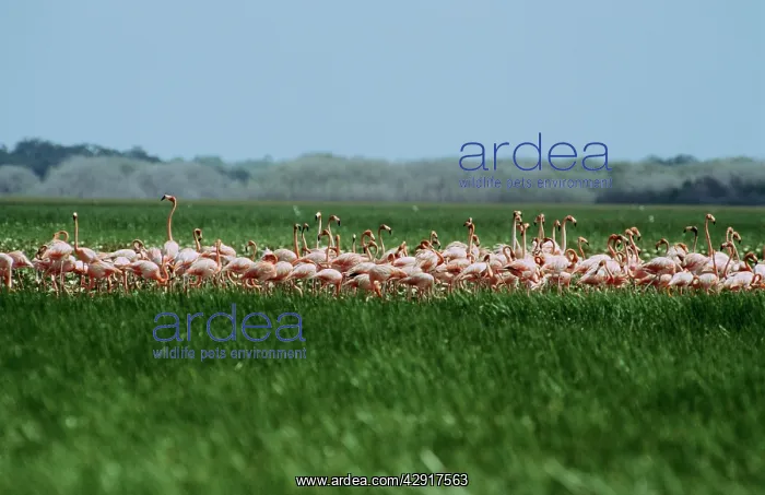 : Caribbean flamingoS - feeding in seasonal swamp : Caribbean flamingoS - feeding in seasonal swamp
