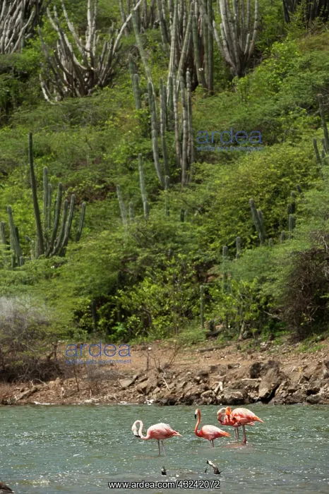 : Caribbean Flamingos (Phoenicopterus ruber) : Caribbean Flamingos (Phoenicopterus ruber)