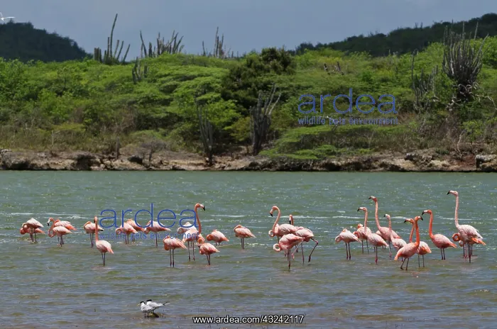 : Caribbean Flamingos (Phoenicopterus ruber) : Caribbean Flamingos (Phoenicopterus ruber)