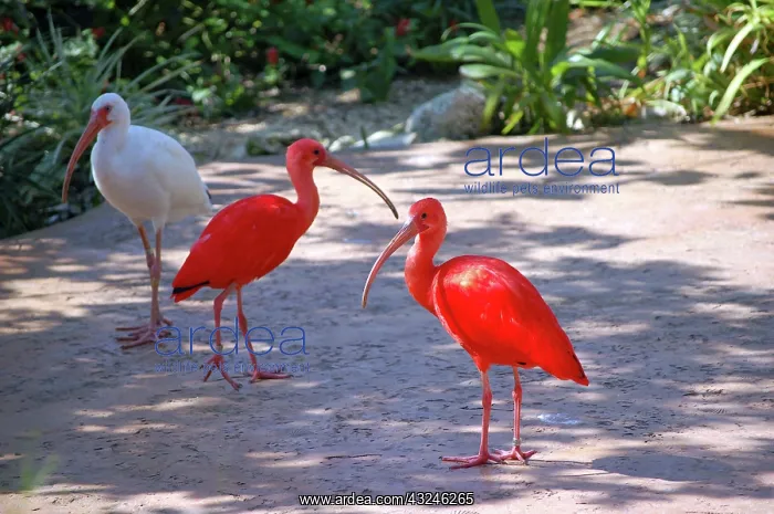 : Caribbean free-flight aviary at Boatswain's : Caribbean free-flight aviary at Boatswain's