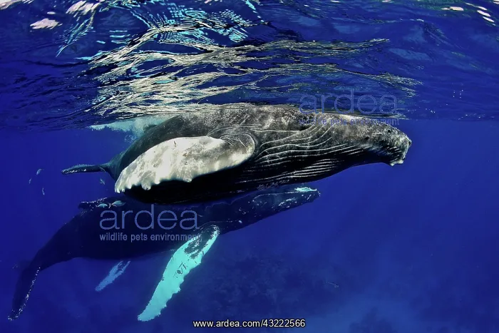 : Caribbean, Greater Antilles archipelago : Caribbean, Greater Antilles archipelago