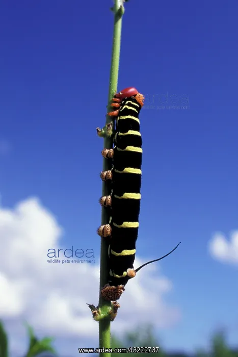 : Caribbean, Grenada. Caterpillar : Caribbean, Grenada. Caterpillar