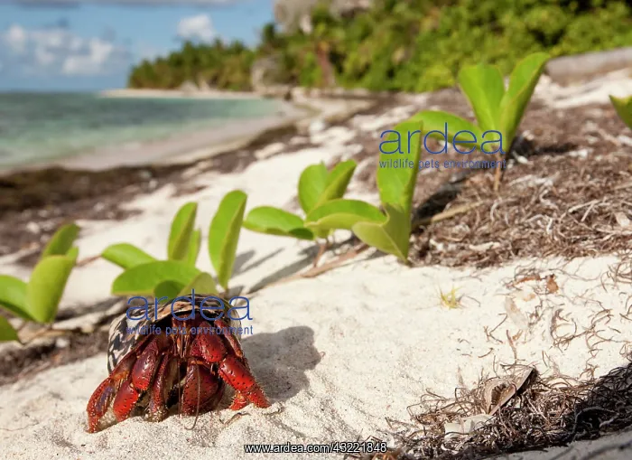 : Caribbean hermit crab (Coenobita clypeatus) : Caribbean hermit crab (Coenobita clypeatus)