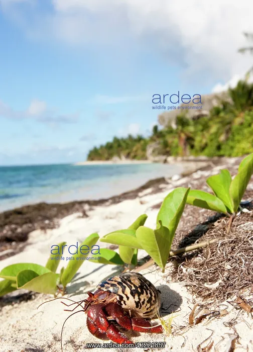 : Caribbean hermit crab (Coenobita clypeatus) : Caribbean hermit crab (Coenobita clypeatus)