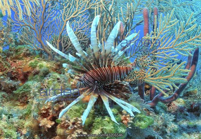 : Caribbean invasive species pacific red lionfish : Caribbean invasive species pacific red lionfish