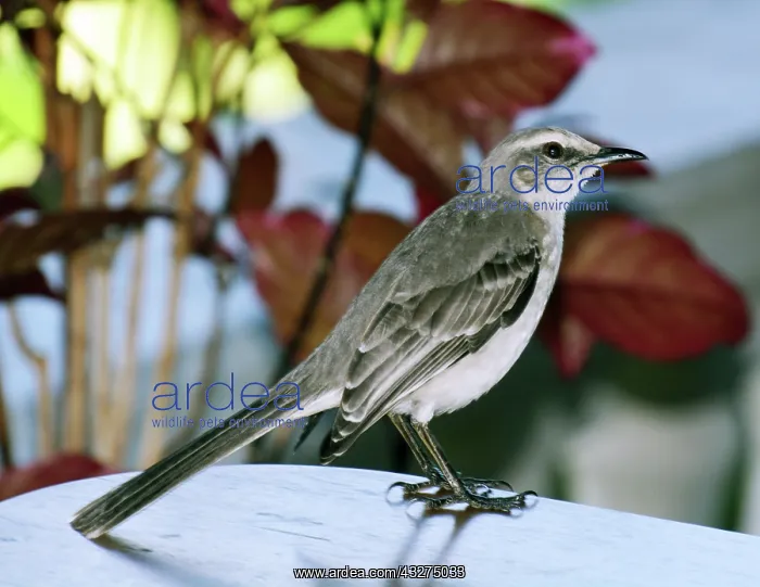 : Caribbean, Mexico to Brazil, this one is Tobagoensis : Caribbean, Mexico to Brazil, this one is Tobagoensis