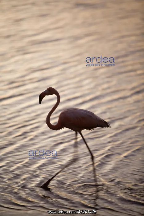 : Caribbean, Netherlands Antilles, Bonaire : Caribbean, Netherlands Antilles, Bonaire