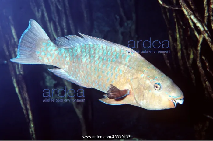 : CARIBBEAN PARROTFISH : CARIBBEAN PARROTFISH