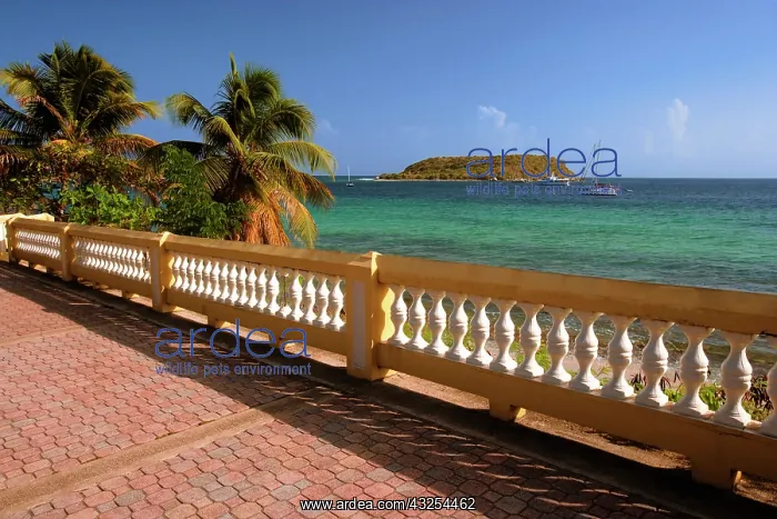 : Caribbean, Puerto Rico, Esperanza. View : Caribbean, Puerto Rico, Esperanza. View