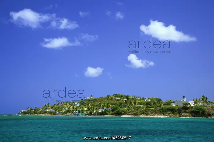 : Caribbean, Puerto Rico, Viegues Island : Caribbean, Puerto Rico, Viegues Island