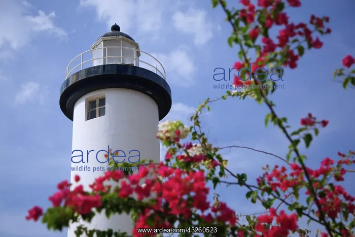  : Caribbean, Puerto Rico, Viegues Island