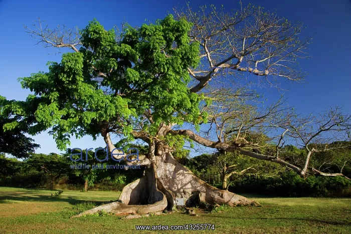 : Caribbean, Puerto Rico, Vieques. View of : Caribbean, Puerto Rico, Vieques. View of