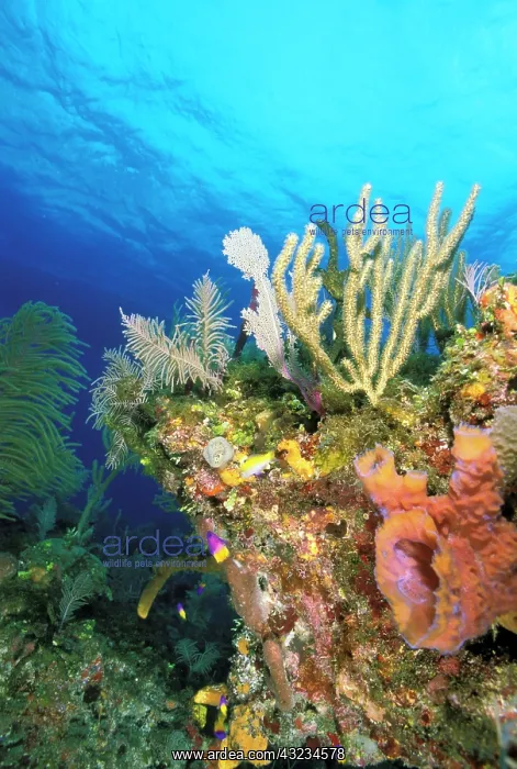 : Caribbean. Reef : Caribbean. Reef