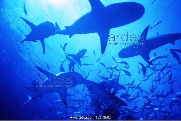 : CARIBBEAN REEF SHARK : CARIBBEAN REEF SHARK