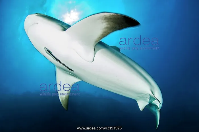 : Caribbean reef shark (Carcharhinus perezi), Jardines : Caribbean reef shark (Carcharhinus perezi), Jardines