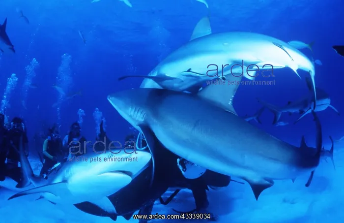 : CARIBBEAN REEF SHARK - being fed by scuba divers : CARIBBEAN REEF SHARK - being fed by scuba divers