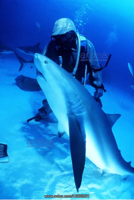 : CARIBBEAN REEF SHARK - Being fed by underwater : CARIBBEAN REEF SHARK - Being fed by underwater