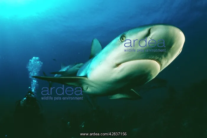 : Caribbean Reef SHARK - being filmed by diver, Ron Taylor : Caribbean Reef SHARK - being filmed by diver, Ron Taylor