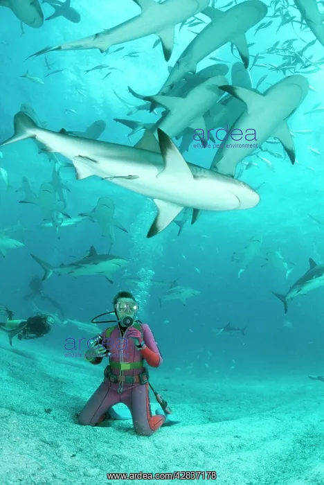 : Caribbean Reef SHARK - group / school with diver : Caribbean Reef SHARK - group / school with diver