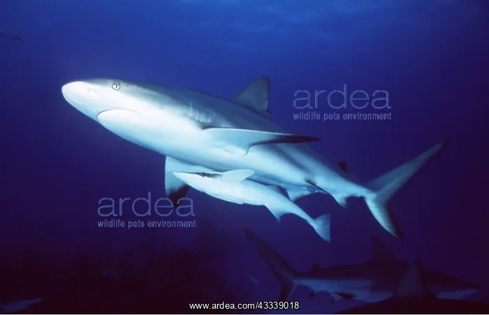 : CARIBBEAN REEF SHARK - and Remora : CARIBBEAN REEF SHARK - and Remora