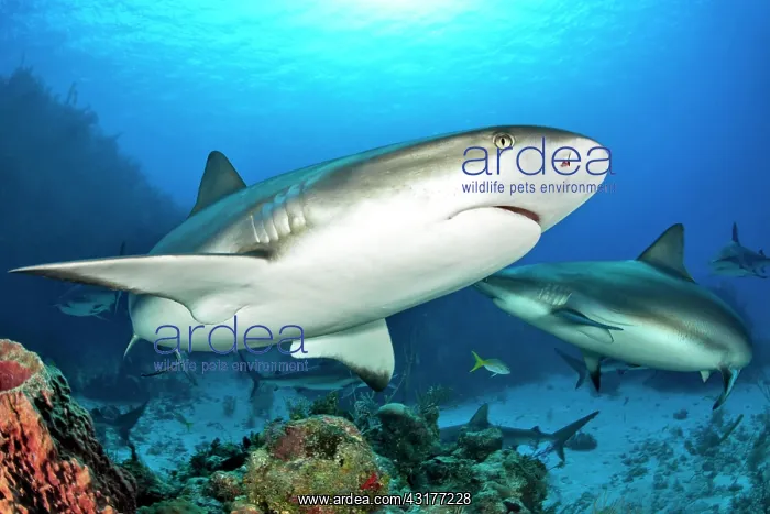 : Caribbean Reef Sharks (Carcharhinus perezi), Queen : Caribbean Reef Sharks (Carcharhinus perezi), Queen