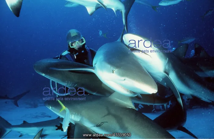 : CARIBBEAN REEF SHARKS - Being fed by scuba diver : CARIBBEAN REEF SHARKS - Being fed by scuba diver