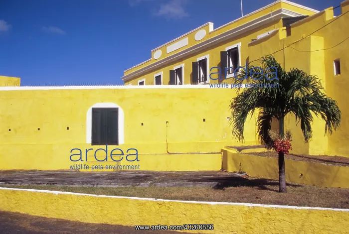 : Caribbean, St Croix, Christiansted, palm : Caribbean, St Croix, Christiansted, palm