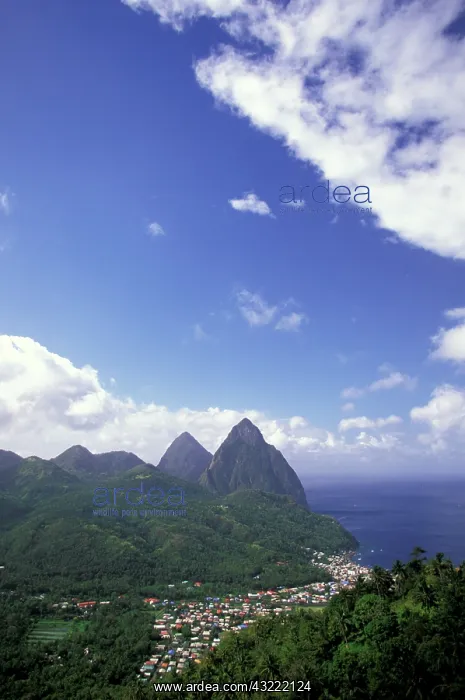 : Caribbean, St. Lucia, Soufriere. Morning : Caribbean, St. Lucia, Soufriere. Morning