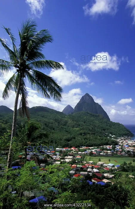  : Caribbean, St. Lucia, Soufriere. Morning